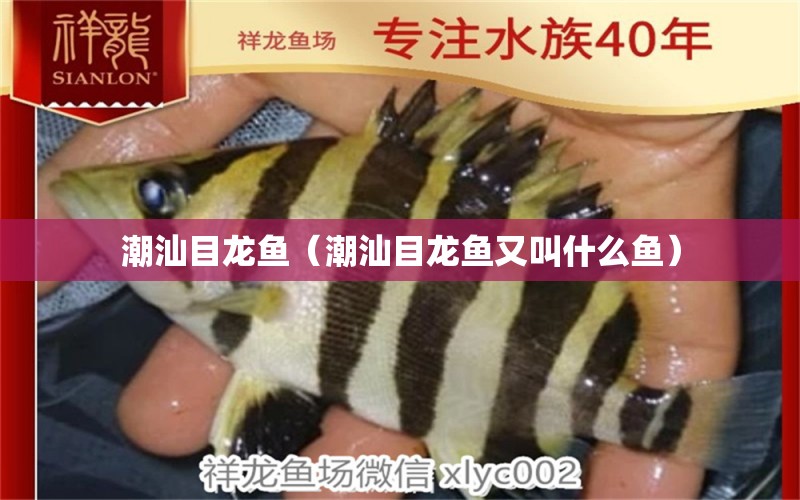 潮汕目龍魚(yú)（潮汕目龍魚(yú)又叫什么魚(yú)）