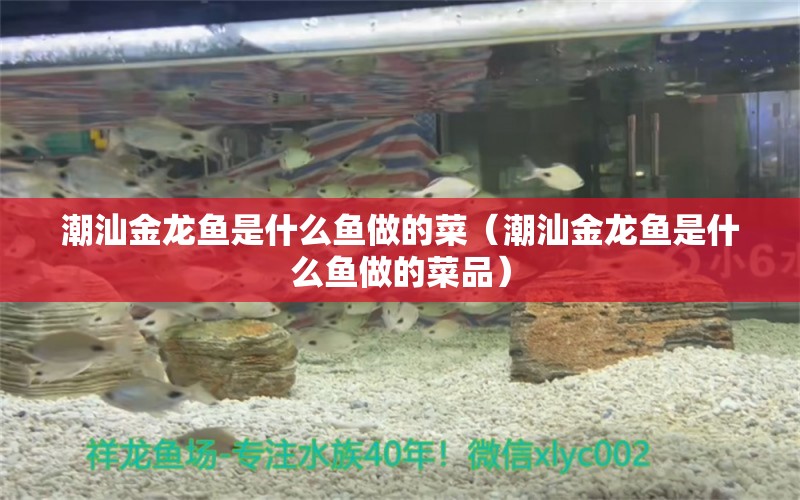 潮汕金龍魚是什么魚做的菜（潮汕金龍魚是什么魚做的菜品）