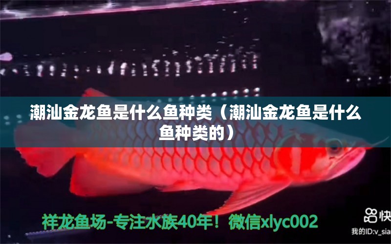 潮汕金龍魚是什么魚種類（潮汕金龍魚是什么魚種類的） 量子養(yǎng)魚技術(shù)