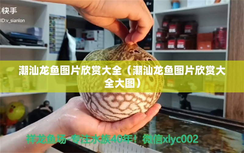 潮汕龍魚圖片欣賞大全（潮汕龍魚圖片欣賞大全大圖）