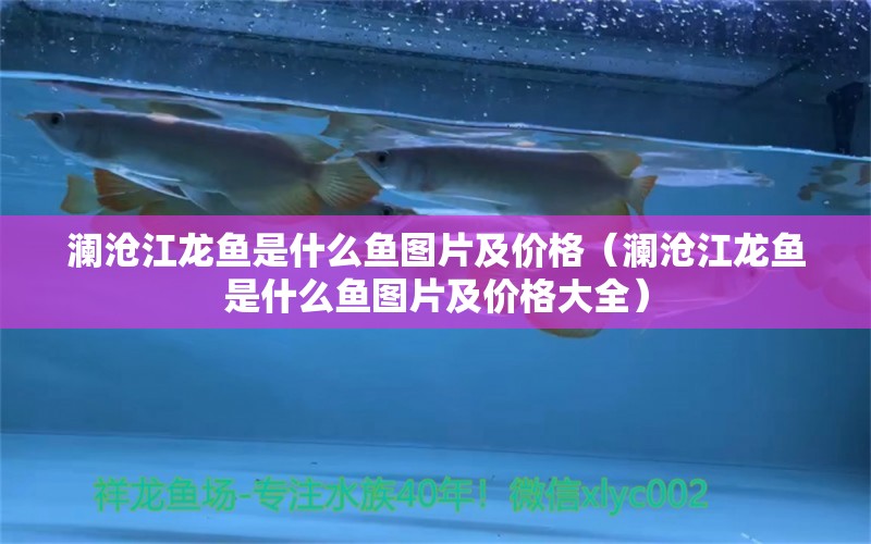 瀾滄江龍魚(yú)是什么魚(yú)圖片及價(jià)格（瀾滄江龍魚(yú)是什么魚(yú)圖片及價(jià)格大全）