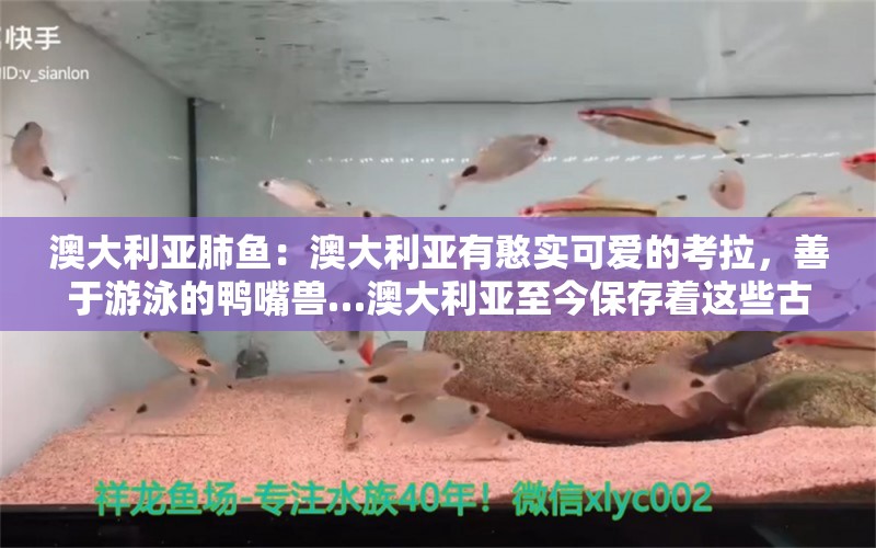 澳大利亞肺魚：澳大利亞有憨實(shí)可愛的考拉，善于游泳的鴨嘴獸…澳大利亞至今保存著這些古老的動(dòng)物，其主要原因是（　?。?A. 氣候炎熱干燥，有大面積的沙漠和草地B.  長期孤立在南半球的海洋上，自