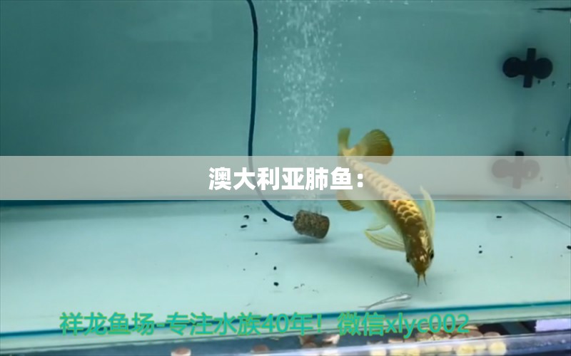 澳大利亞肺魚：