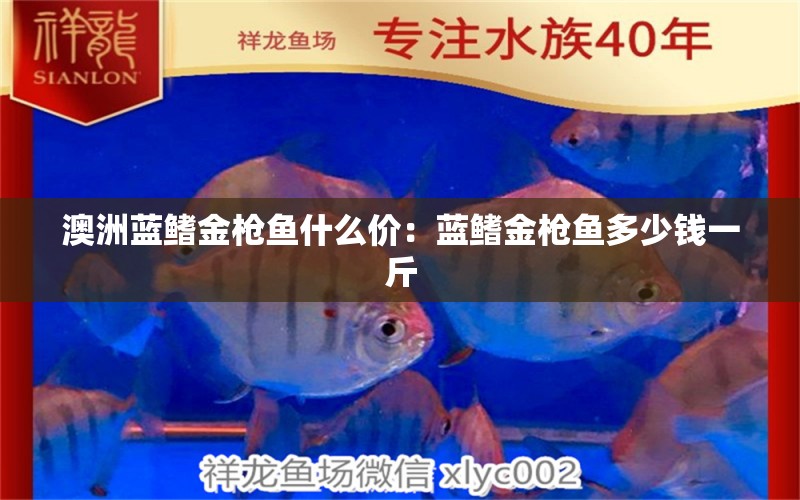 澳洲藍(lán)鰭金槍魚(yú)什么價(jià)：藍(lán)鰭金槍魚(yú)多少錢(qián)一斤