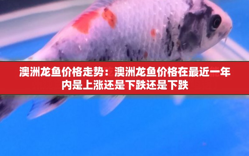 澳洲龍魚價格走勢：澳洲龍魚價格在最近一年內(nèi)是上漲還是下跌還是下跌 水族問答