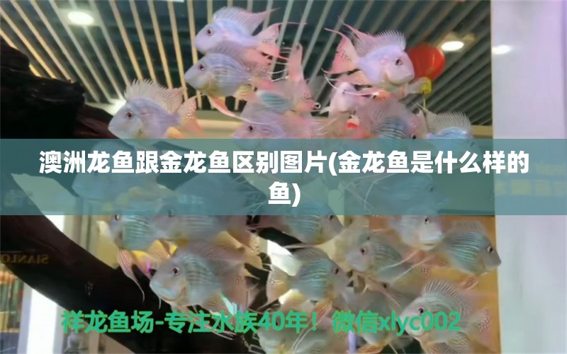 澳洲龍魚跟金龍魚區(qū)別圖片(金龍魚是什么樣的魚) 眼斑魚