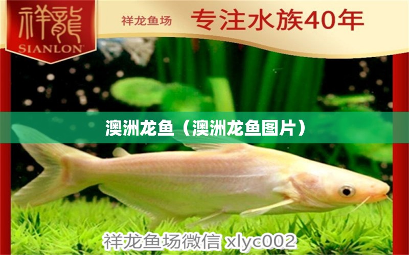 澳洲龍魚(yú)（澳洲龍魚(yú)圖片）