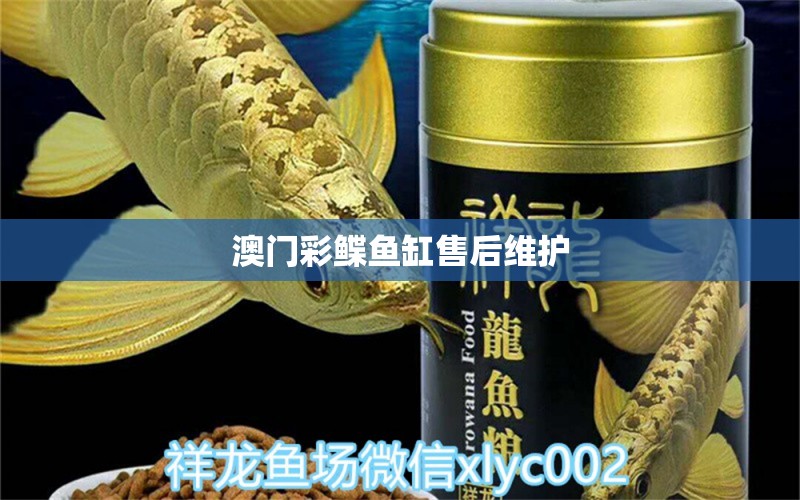 澳門彩鰈魚缸售后維護(hù) 彩鰈魚缸（彩蝶魚缸）