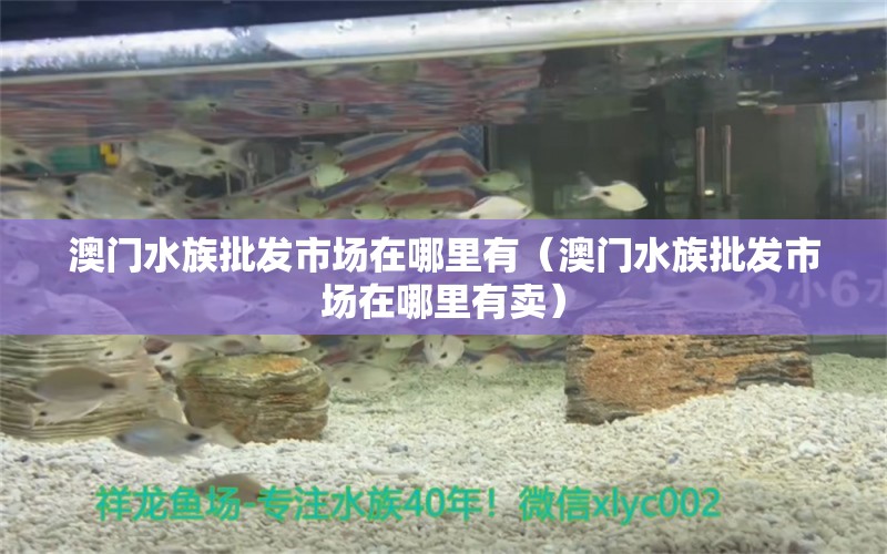 澳門水族批發(fā)市場在哪里有（澳門水族批發(fā)市場在哪里有賣） 觀賞魚水族批發(fā)市場