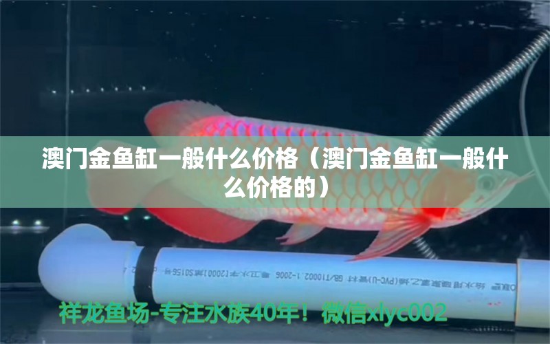 澳門金魚缸一般什么價格（澳門金魚缸一般什么價格的）