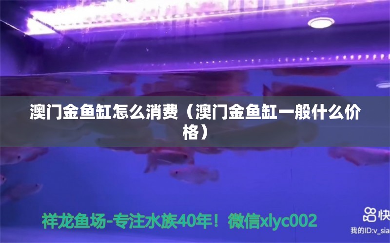 澳門金魚缸怎么消費（澳門金魚缸一般什么價格）