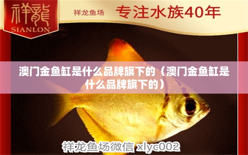 澳門金魚缸是什么品牌旗下的（澳門金魚缸是什么品牌旗下的） 博特水族