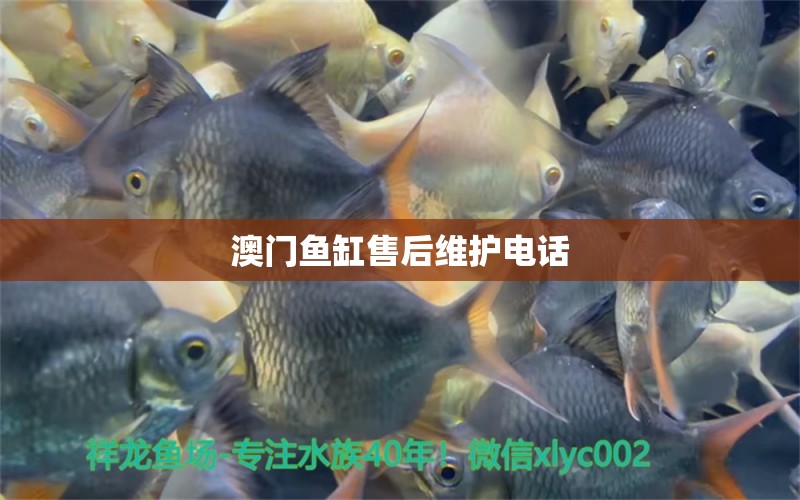 澳門魚缸售后維護(hù)電話