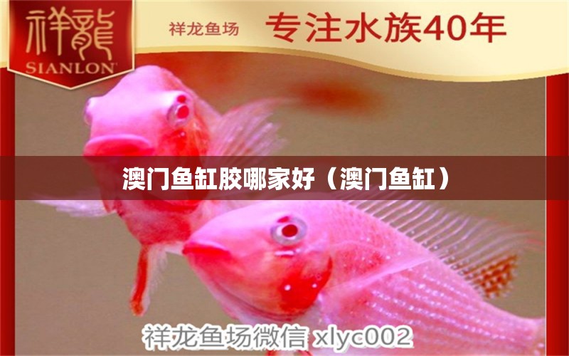 澳門魚缸膠哪家好（澳門魚缸）