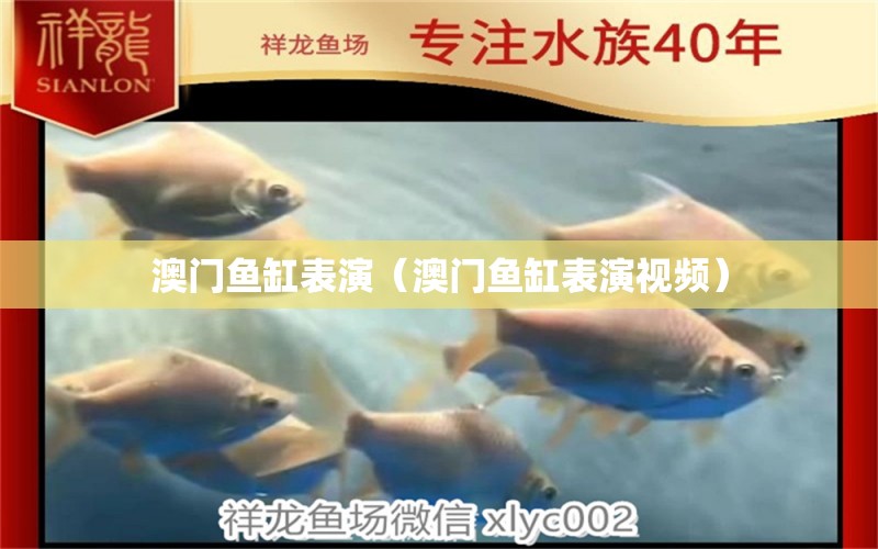 澳門魚缸表演（澳門魚缸表演視頻）