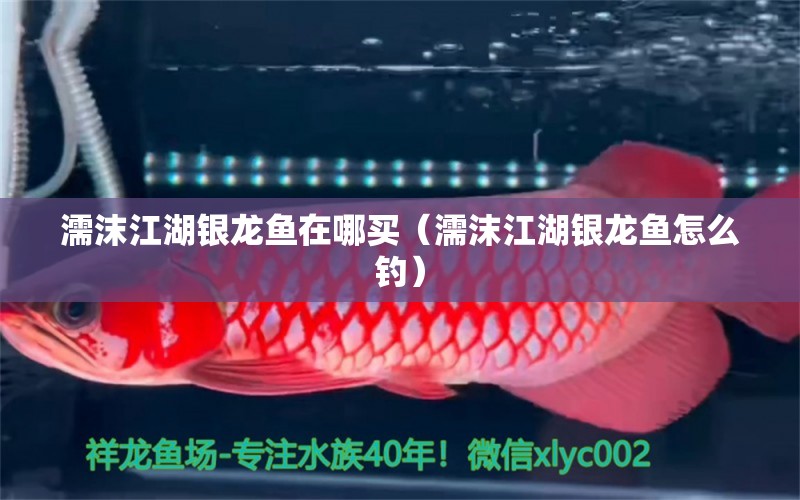 濡沫江湖銀龍魚在哪買（濡沫江湖銀龍魚怎么釣） 垂釣樂園