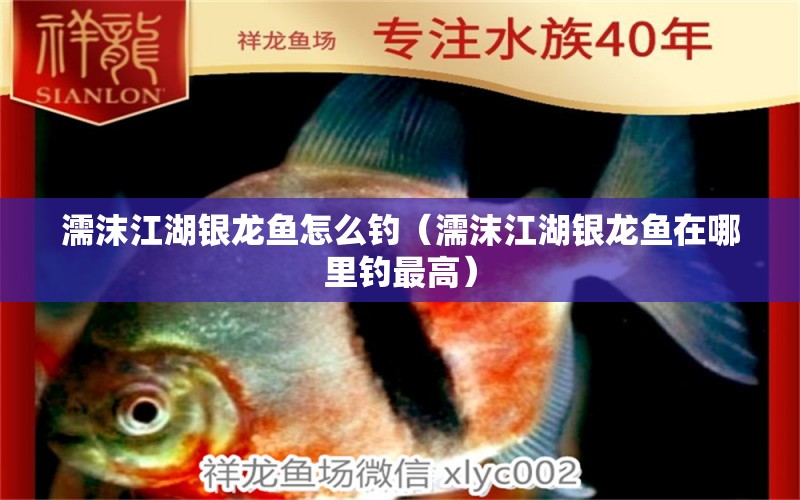 濡沫江湖銀龍魚怎么釣（濡沫江湖銀龍魚在哪里釣最高）