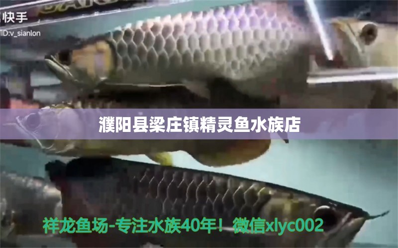 濮陽縣梁莊鎮(zhèn)精靈魚水族店