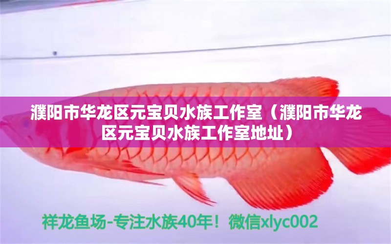 濮陽(yáng)市華龍區(qū)元寶貝水族工作室（濮陽(yáng)市華龍區(qū)元寶貝水族工作室地址）