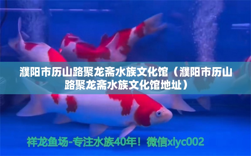 濮陽市歷山路聚龍齋水族文化館（濮陽市歷山路聚龍齋水族文化館地址） 全國水族館企業(yè)名錄