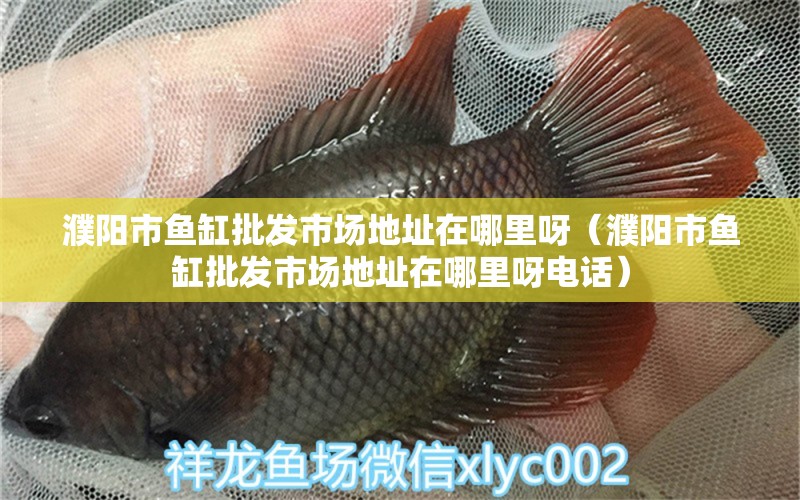 濮陽市魚缸批發(fā)市場地址在哪里呀（濮陽市魚缸批發(fā)市場地址在哪里呀電話）