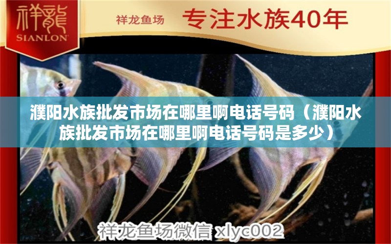 濮陽水族批發(fā)市場在哪里啊電話號碼（濮陽水族批發(fā)市場在哪里啊電話號碼是多少） 觀賞魚水族批發(fā)市場