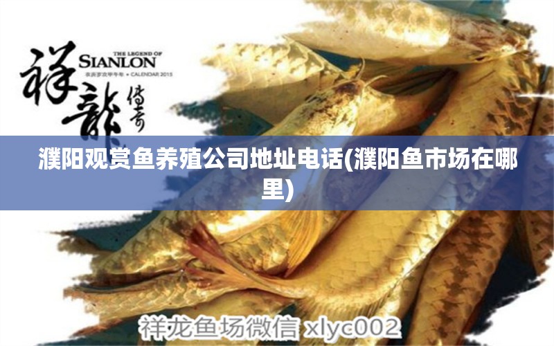 濮陽觀賞魚養(yǎng)殖公司地址電話(濮陽魚市場在哪里) 泰龐海鰱魚