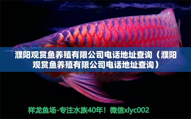 濮陽觀賞魚養(yǎng)殖有限公司電話地址查詢（濮陽觀賞魚養(yǎng)殖有限公司電話地址查詢） 委內(nèi)瑞拉奧里諾三間魚苗