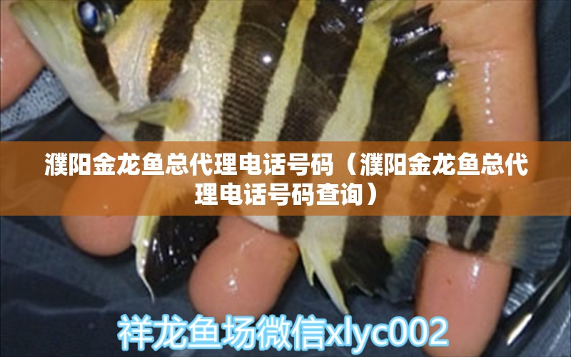 濮陽金龍魚總代理電話號碼（濮陽金龍魚總代理電話號碼查詢） 斯維尼關(guān)刀魚