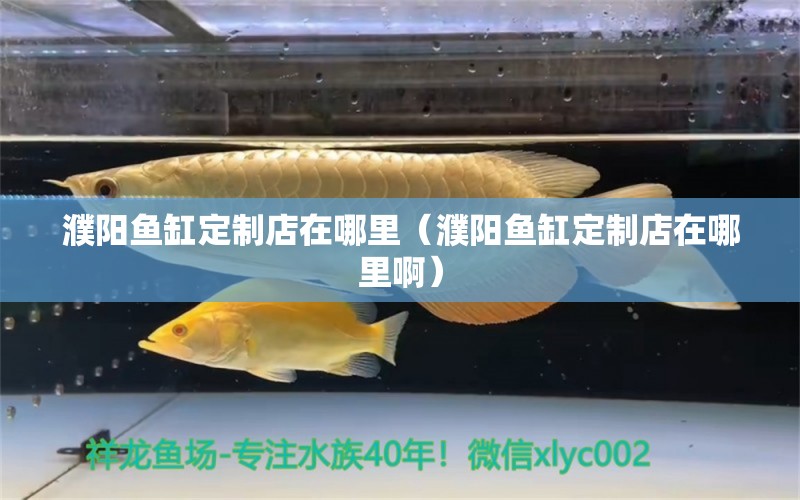 濮陽(yáng)魚(yú)缸定制店在哪里（濮陽(yáng)魚(yú)缸定制店在哪里?。?觀賞魚(yú)市場(chǎng)（混養(yǎng)魚(yú)）