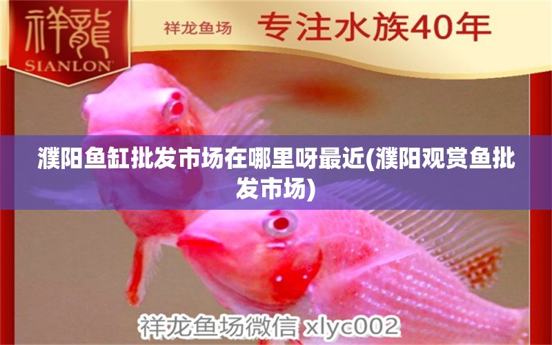 濮陽魚缸批發(fā)市場在哪里呀最近(濮陽觀賞魚批發(fā)市場) 觀賞魚批發(fā)