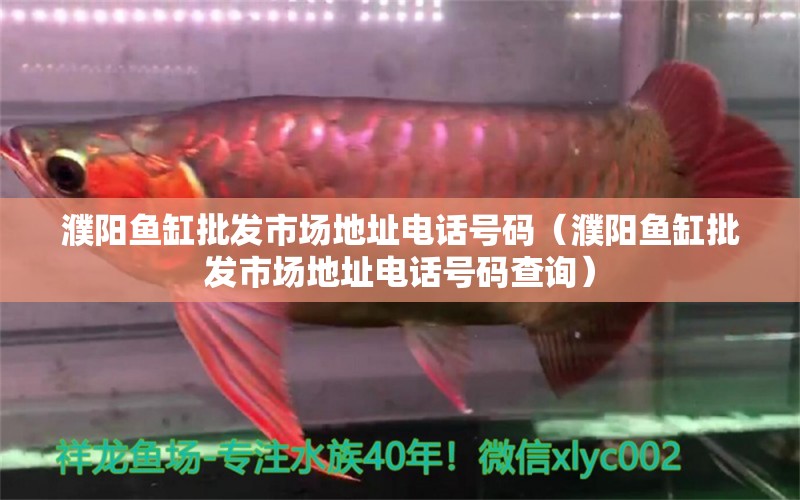 濮陽(yáng)魚缸批發(fā)市場(chǎng)地址電話號(hào)碼（濮陽(yáng)魚缸批發(fā)市場(chǎng)地址電話號(hào)碼查詢） 祥龍水族醫(yī)院