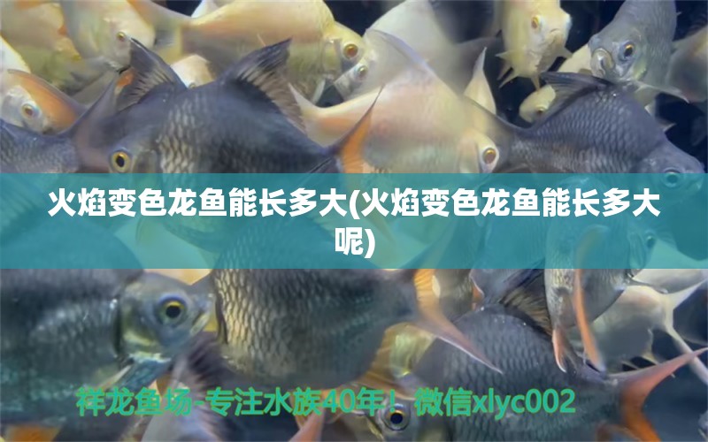 火焰變色龍魚(yú)能長(zhǎng)多大(火焰變色龍魚(yú)能長(zhǎng)多大呢) 照明器材