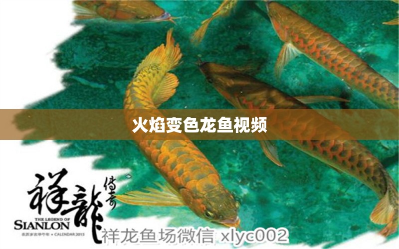 火焰變色龍魚視頻