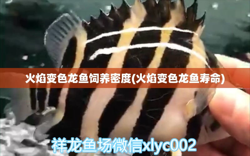 火焰變色龍魚飼養(yǎng)密度(火焰變色龍魚壽命) 朱巴利魚