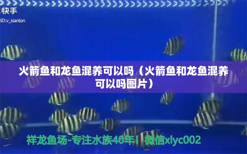 火箭魚和龍魚混養(yǎng)可以嗎（火箭魚和龍魚混養(yǎng)可以嗎圖片）