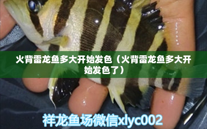 火背雷龍魚多大開始發(fā)色（火背雷龍魚多大開始發(fā)色了） 海水魚（海水魚批發(fā)）