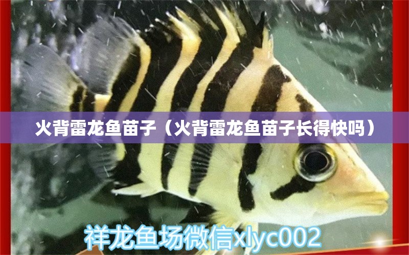 火背雷龍魚苗子（火背雷龍魚苗子長得快嗎） 錦鯉池魚池建設(shè)