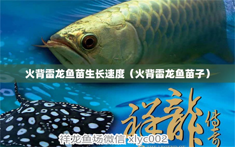 火背雷龍魚苗生長(zhǎng)速度（火背雷龍魚苗子）