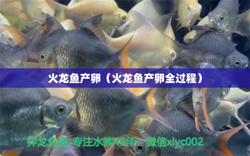 火龍魚產(chǎn)卵（火龍魚產(chǎn)卵全過程） 觀賞魚批發(fā)