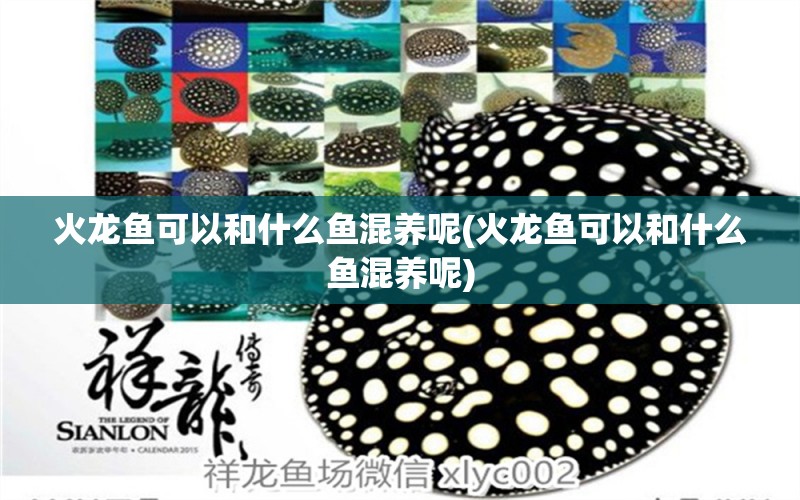 火龍魚可以和什么魚混養(yǎng)呢(火龍魚可以和什么魚混養(yǎng)呢) 薩伊藍(lán)魚