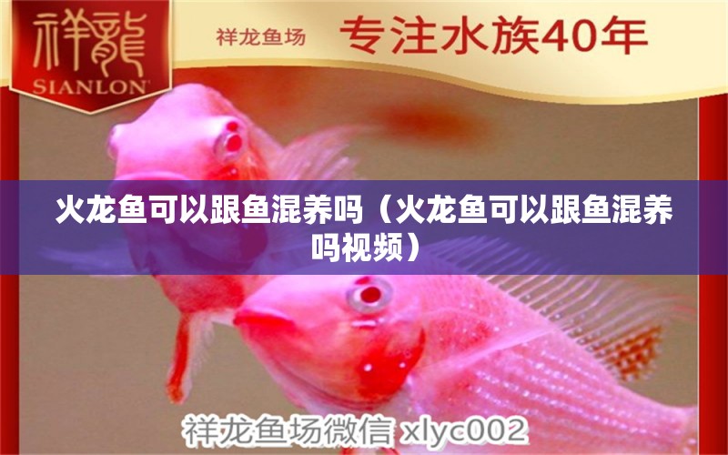 火龍魚可以跟魚混養(yǎng)嗎（火龍魚可以跟魚混養(yǎng)嗎視頻）