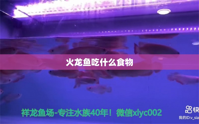 火龍魚吃什么食物