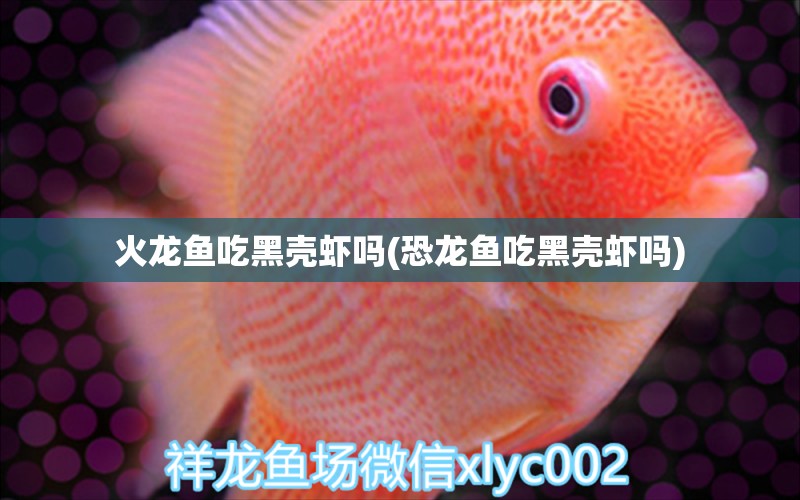 火龍魚吃黑殼蝦嗎(恐龍魚吃黑殼蝦嗎) 球鯊魚