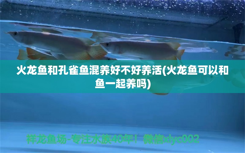 火龍魚和孔雀魚混養(yǎng)好不好養(yǎng)活(火龍魚可以和魚一起養(yǎng)嗎) 粗線銀版魚