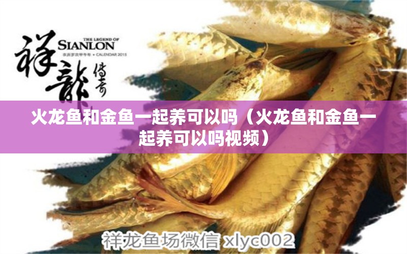 火龍魚和金魚一起養(yǎng)可以嗎（火龍魚和金魚一起養(yǎng)可以嗎視頻）