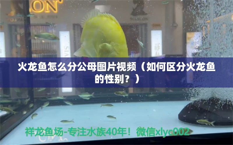 火龍魚怎么分公母圖片視頻（如何區(qū)分火龍魚的性別？） 水族問答 第2張