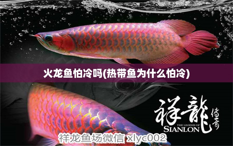 火龍魚怕冷嗎(熱帶魚為什么怕冷)