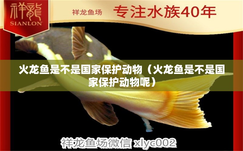 火龍魚是不是國家保護動物（火龍魚是不是國家保護動物呢） 祥龍水族醫(yī)院