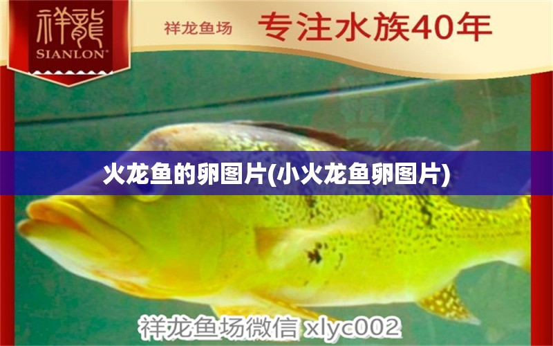 火龍魚的卵圖片(小火龍魚卵圖片) B級(jí)過背金龍魚